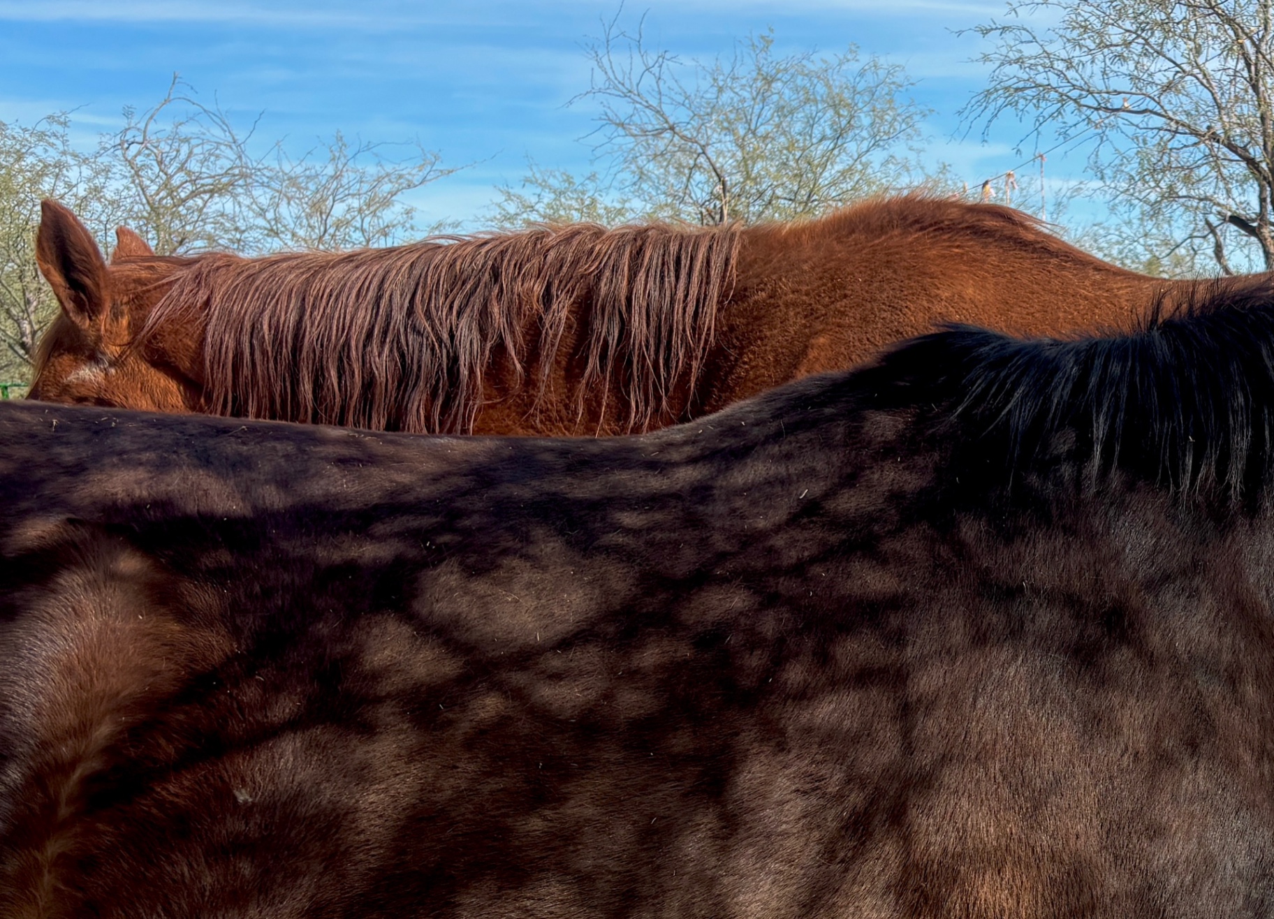 Holistic Equine Care for Longevity